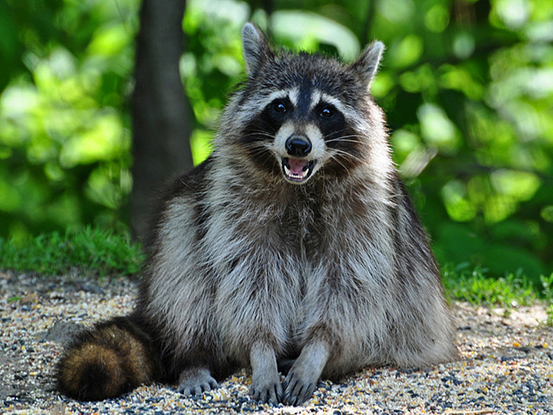 街头惊现“干脆面”遛弯？关于养浣熊，这些事你必须知道！