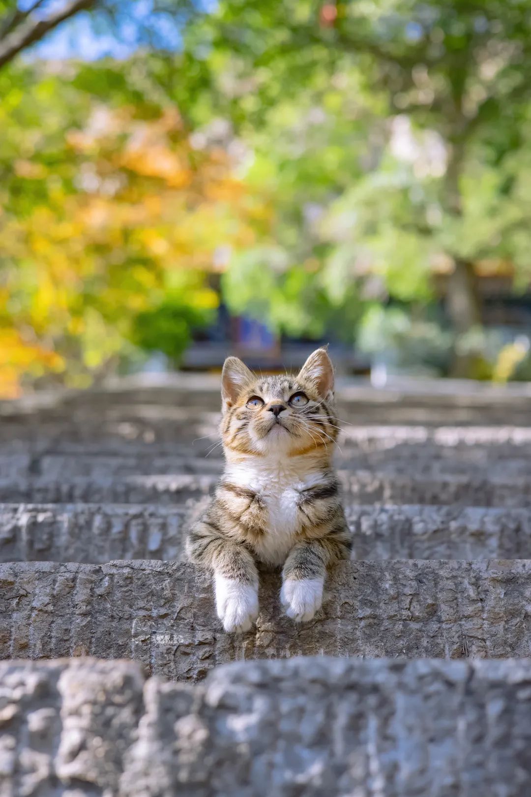 “中国拍猫第一人”，他的作品曾被央视点赞，13年拍下10万张猫