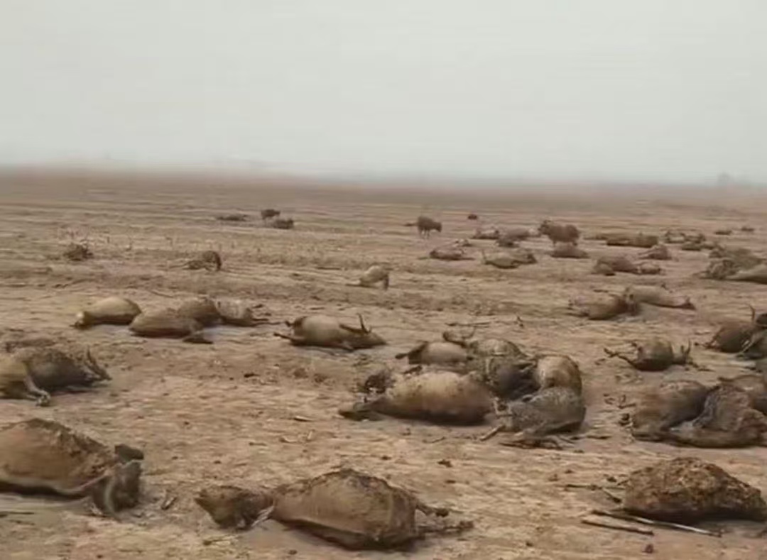 6 级大风助燃火海，大同残疾羊倌舍身救羊被烧伤，30 万 “羊群家底” 付之一炬