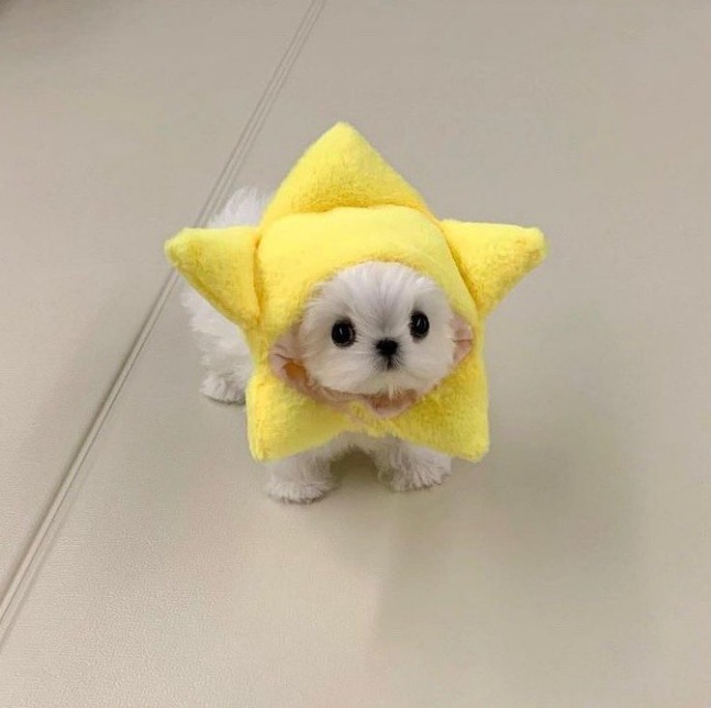 盘点可爱宠物的搞笑瞬间