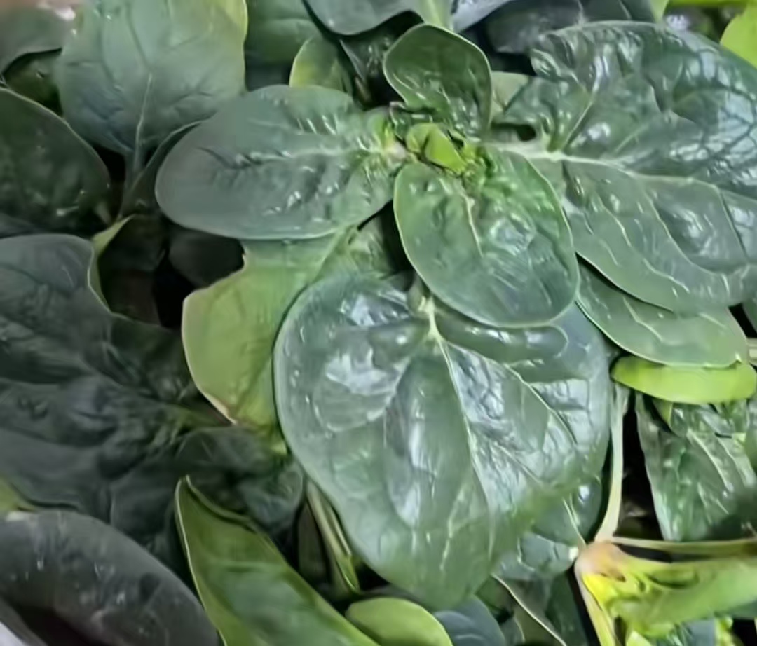 一句“甜滋滋”引爆全网！河南趴地菠菜直播间两天涨粉7000+，订单排到省外了？