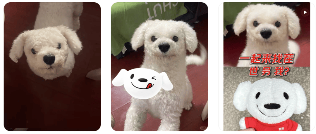 小白狗因长相酷似京东JOY火上热搜：网友喊它“天选代言狗”，官方火速整活