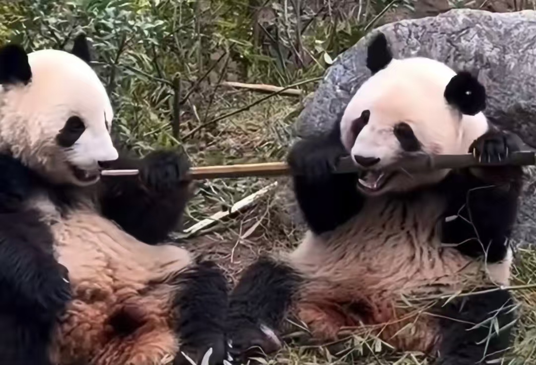 1月27日启程！最后两只旅日大熊猫归国，日本迎首次“熊猫空窗期”