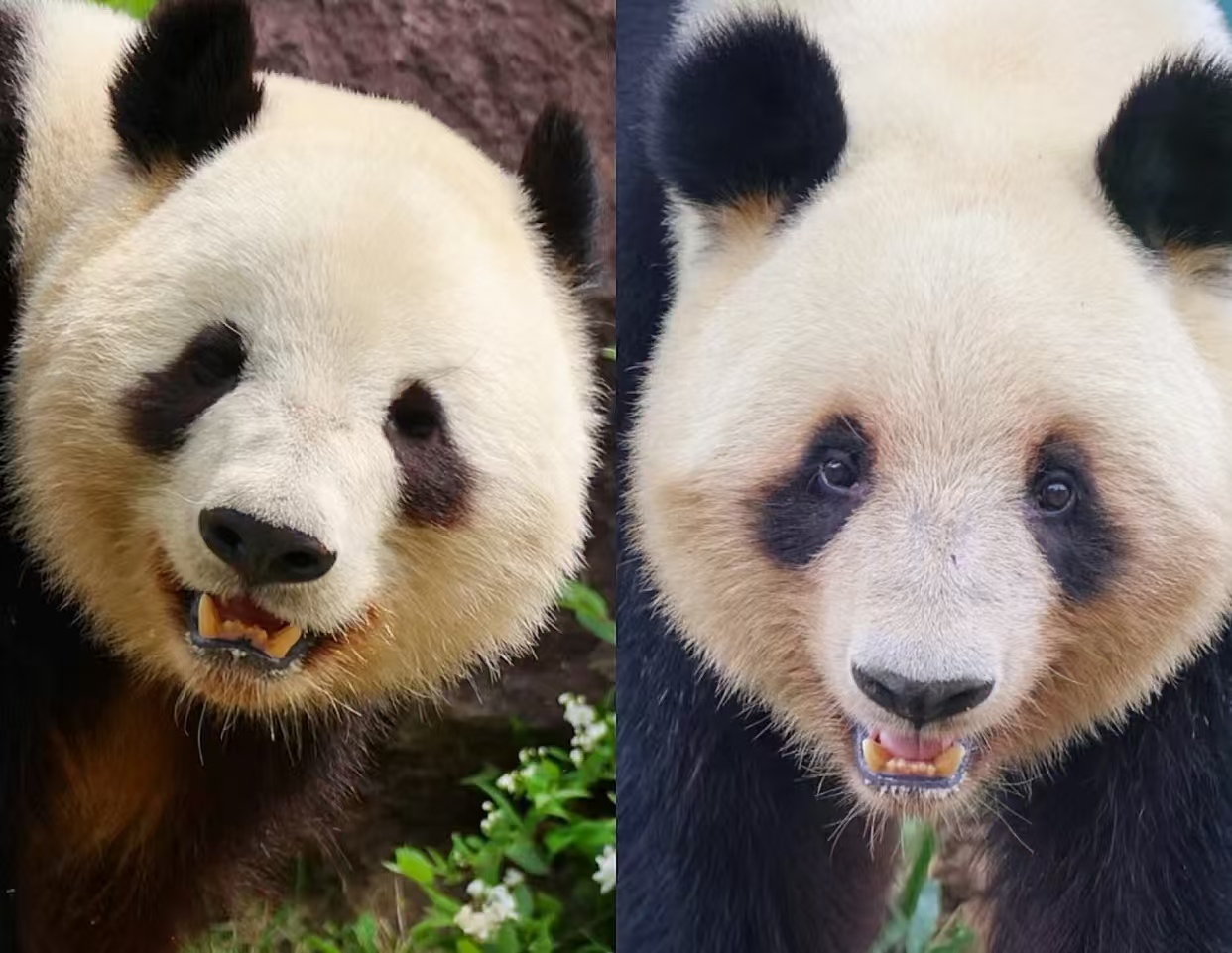 熊猫离场，百亿收益空缺！日本 “零熊猫时代” 影响几何？