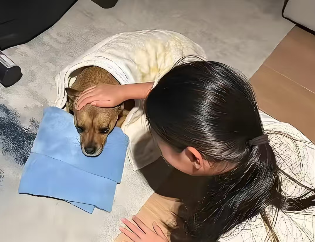 孙俪晒女儿与狗狗温馨日常，暖心呼吁给流浪动物一个家