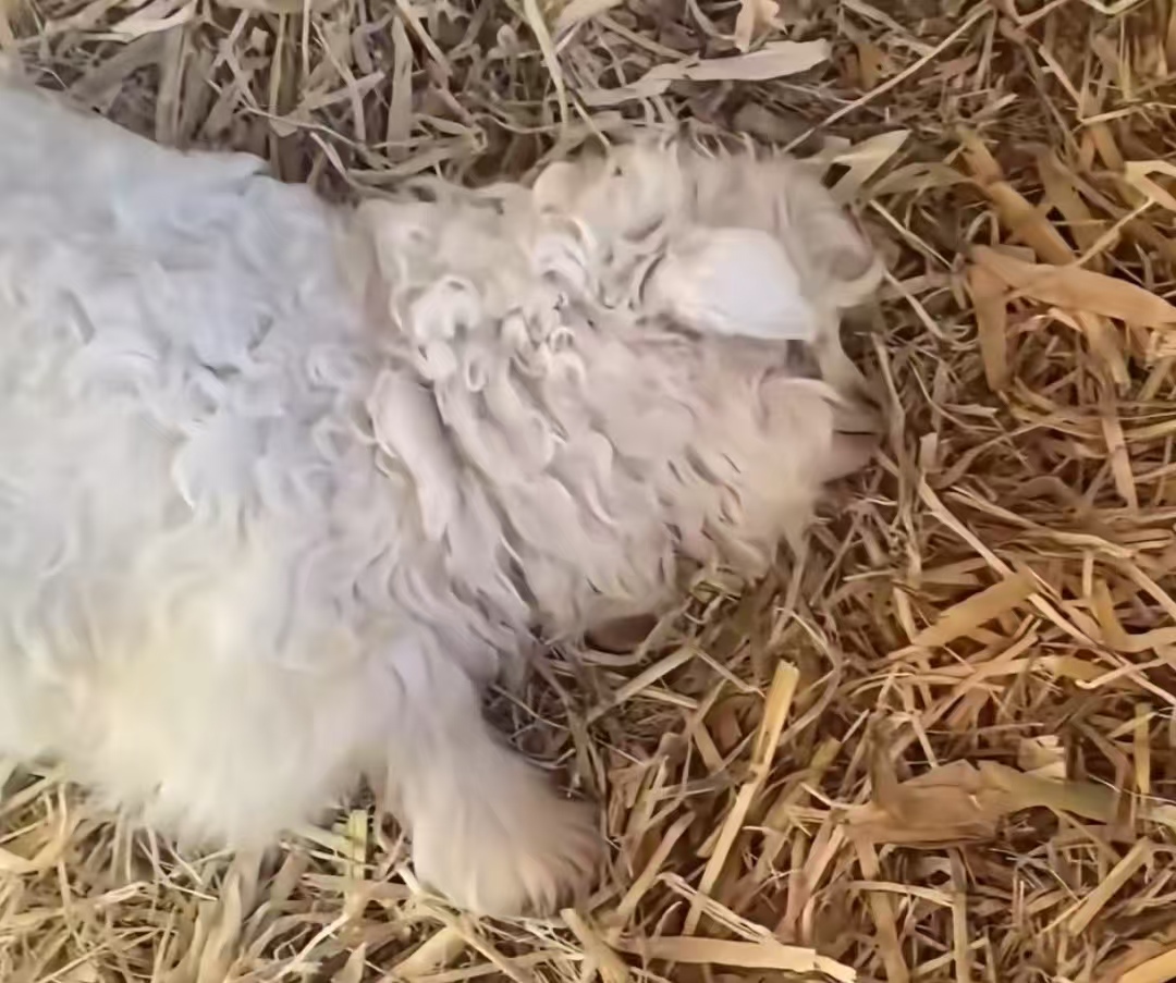 宁夏小羊凭 “装死绝技” 封神！身价飙至 30 万，主人果断拒售