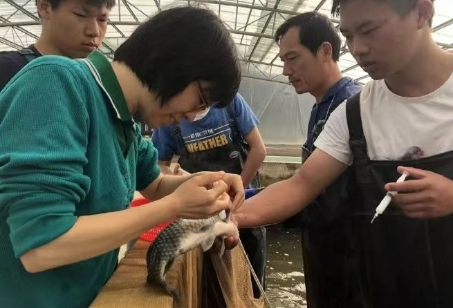 刷屏科创红毯！全球首例无刺武昌鱼亮相湖北，吃鱼不挑刺要成真了？