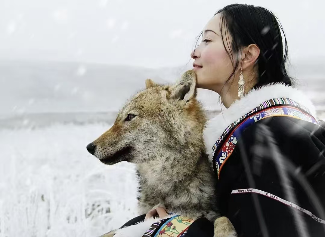 十年后再爆火！《重返狼群》：跨越物种的生死羁绊看哭千万人