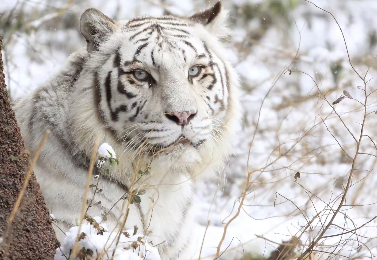虎界“刘亦菲”火了！青岛动物园白虎小孬凭颜值出圈