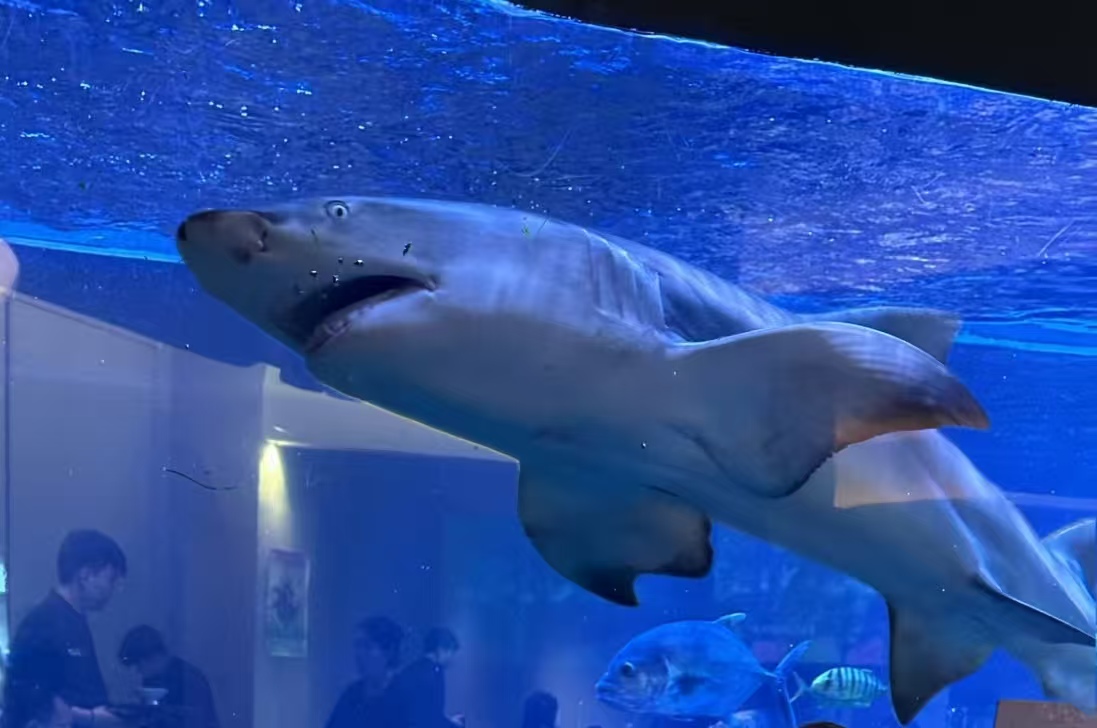 网红打卡位背后的代价：太原火锅店养鲨鱼，到底合不合规？