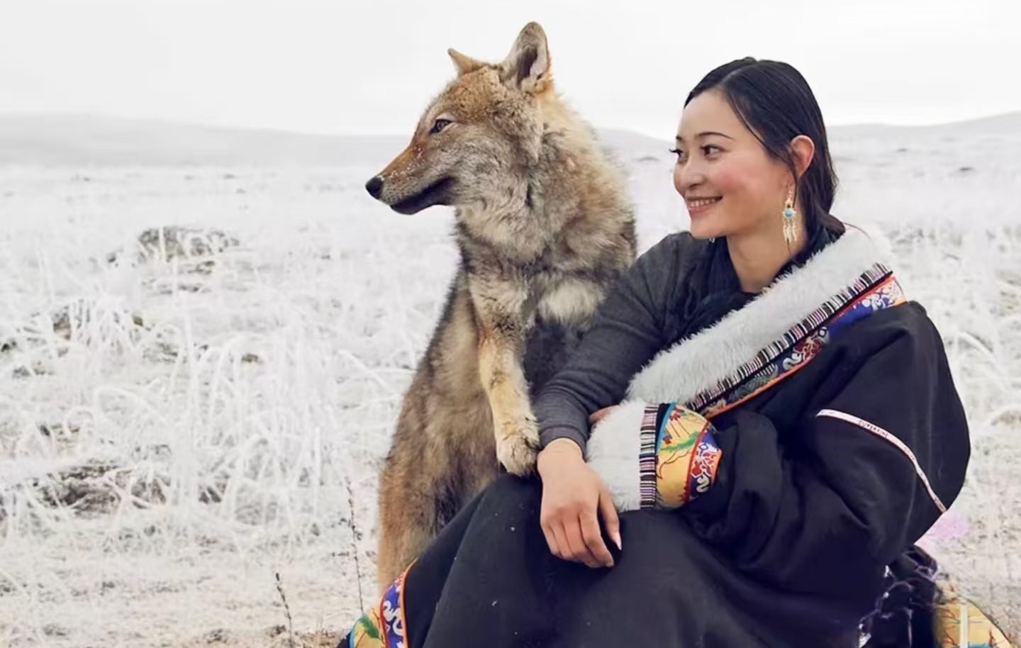 卖房救狼建保护站，641 万稿费被拖致狼失联，865 万判决款竟 “凭空消失”？