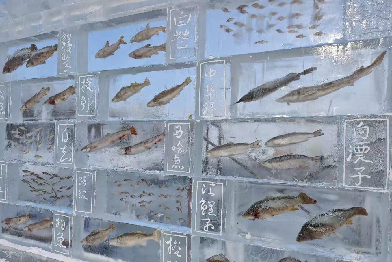 自带流量！黑龙江同江冰雕鱼墙藏 20 多种江鱼，网友：东北水族馆硬核天花板