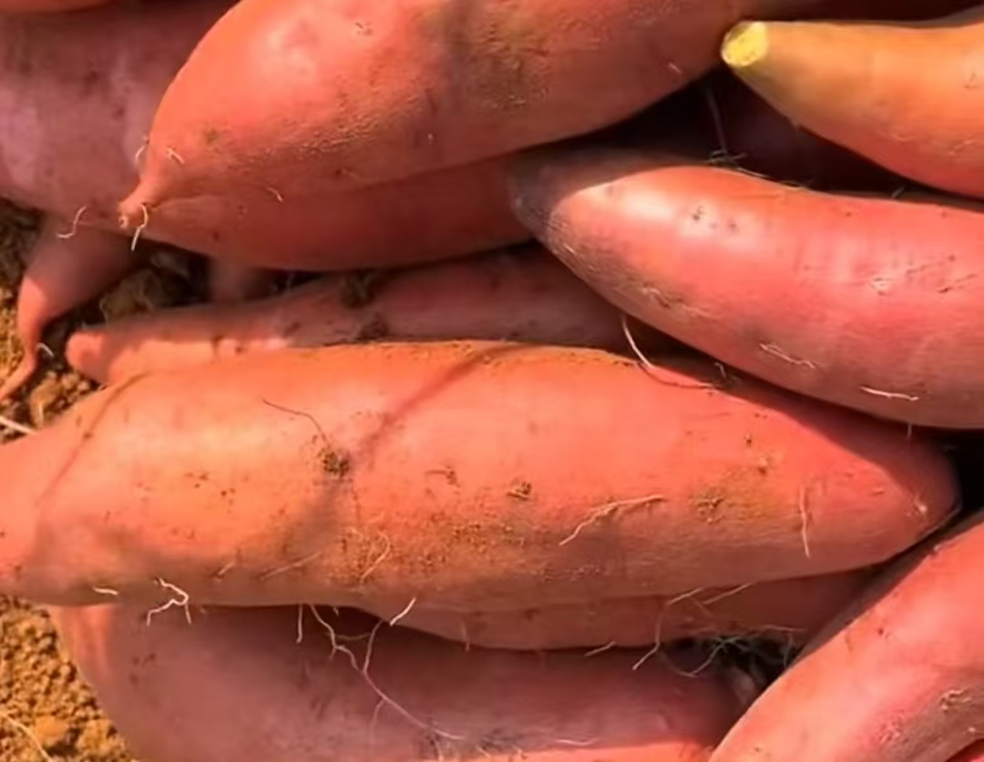 从烤红薯摊到直播间，毒红薯如何穿越监管流入千家万户？