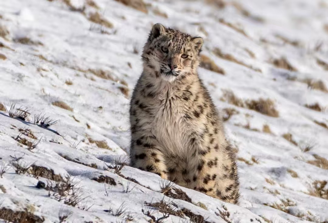 突发！新疆富蕴雪豹连续闯祸：咬伤游客后，又闯羊圈咬死35只羊