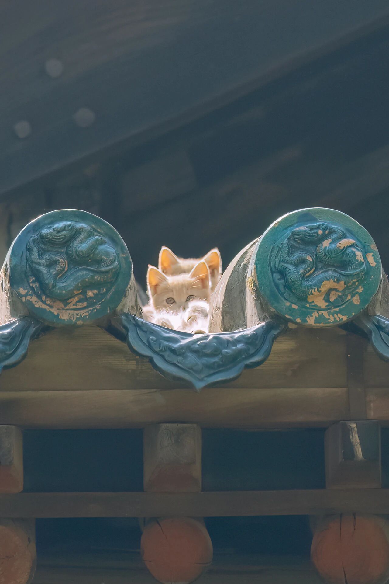 古建屋顶发现猫咪“叠叠乐”：三只小耳朵逐个冒出