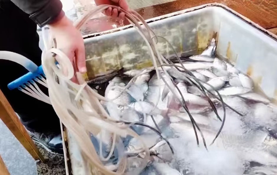 鲜活假象背后：麻醉活鱼端上餐桌，食品安全谁来守？