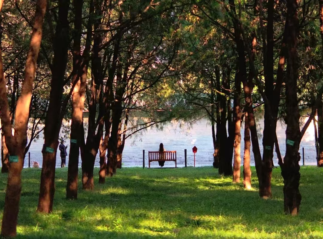 北京地坛公园新规！明星姓名禁认养树木，原有“明星树”必须更名