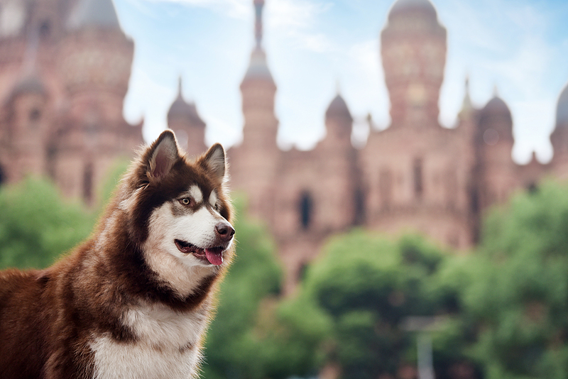 城堡里的雪原骑士