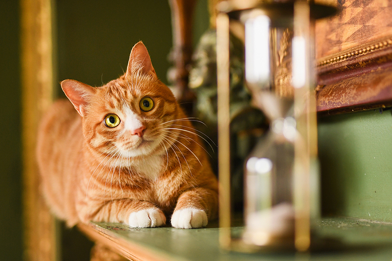 喵星人的小剧场，今天也很上头