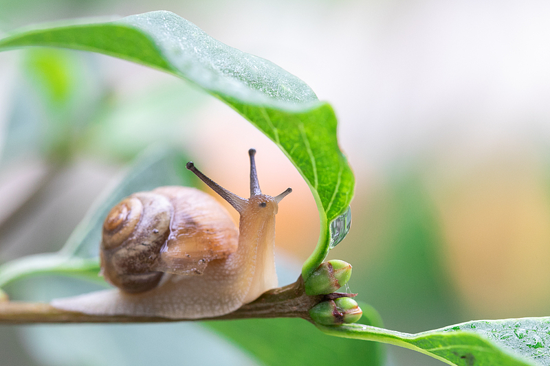 慢下来的一刻 / 世界变得很近 /小小蜗牛正在前行