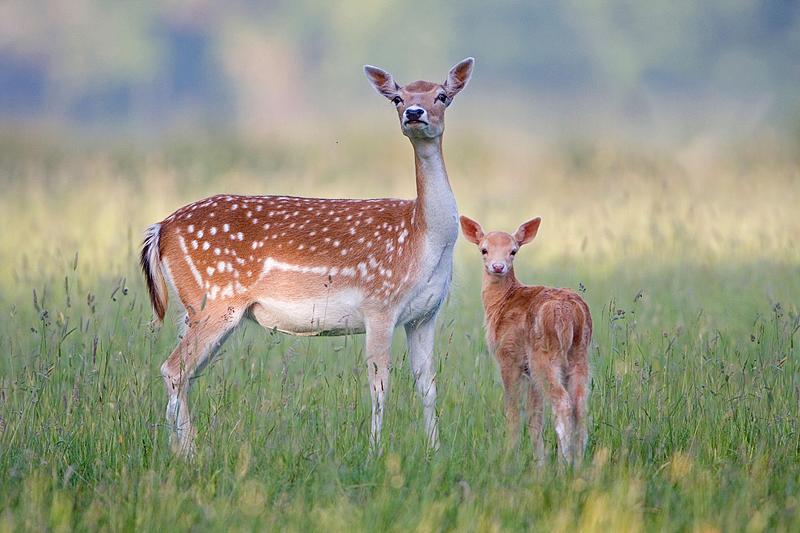 当小鹿突然看向你 / 心就被轻轻撞了一下