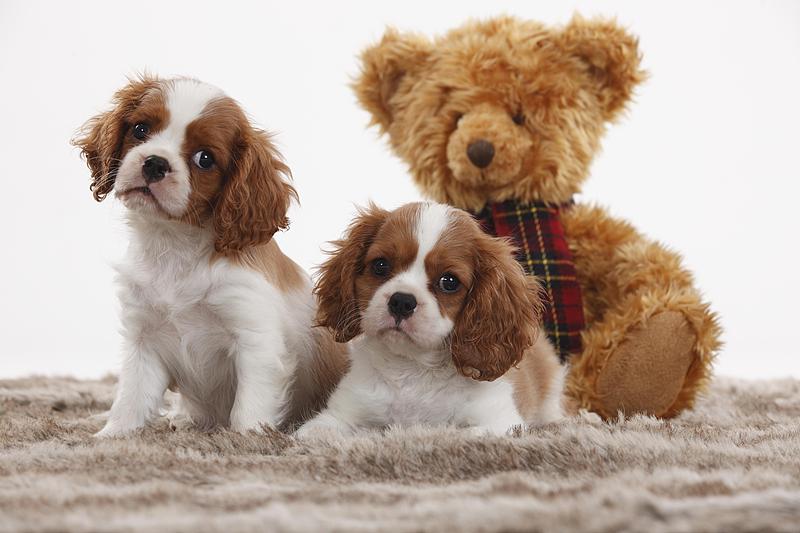 今天的快乐，有毛绒作证