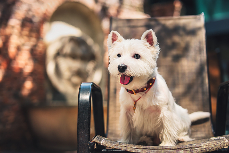 快乐巡游，西高地出动