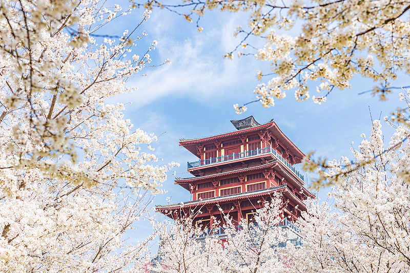 樱花正盛，春光入画