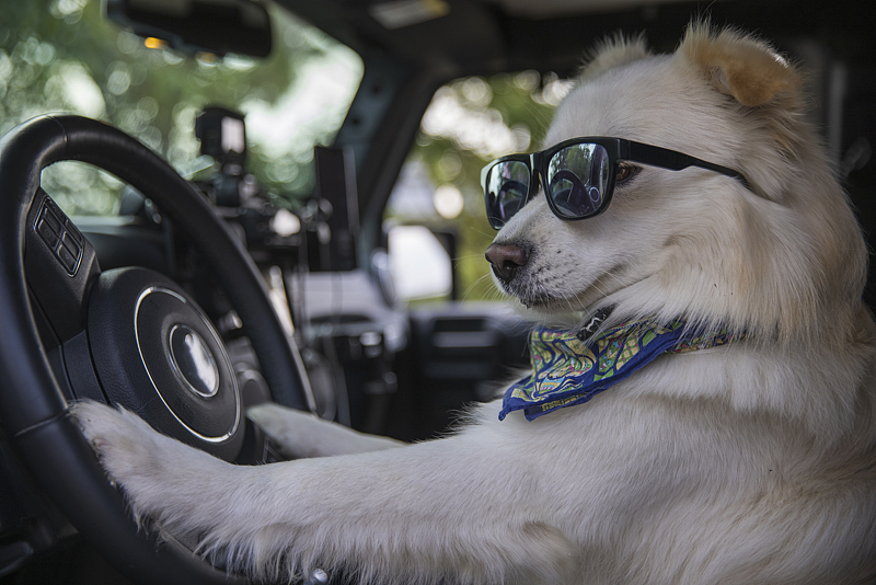 墨镜一戴 / 气场全开 / 今天谁都别惹我