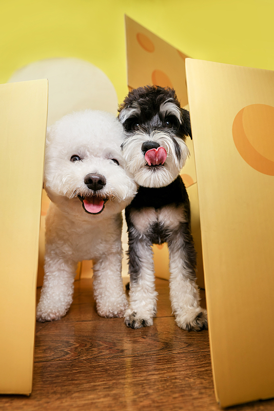 两只小狗的色彩冒险日记