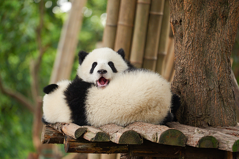 熊猫的一天，快乐不打烊