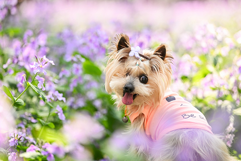 花海 · 脚步 · 被温柔接住的春天