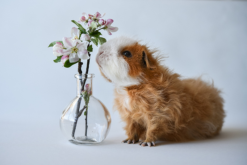 一只豚鼠的日常 / 吃花 吃菜 吃阳光/有在认真生活呀