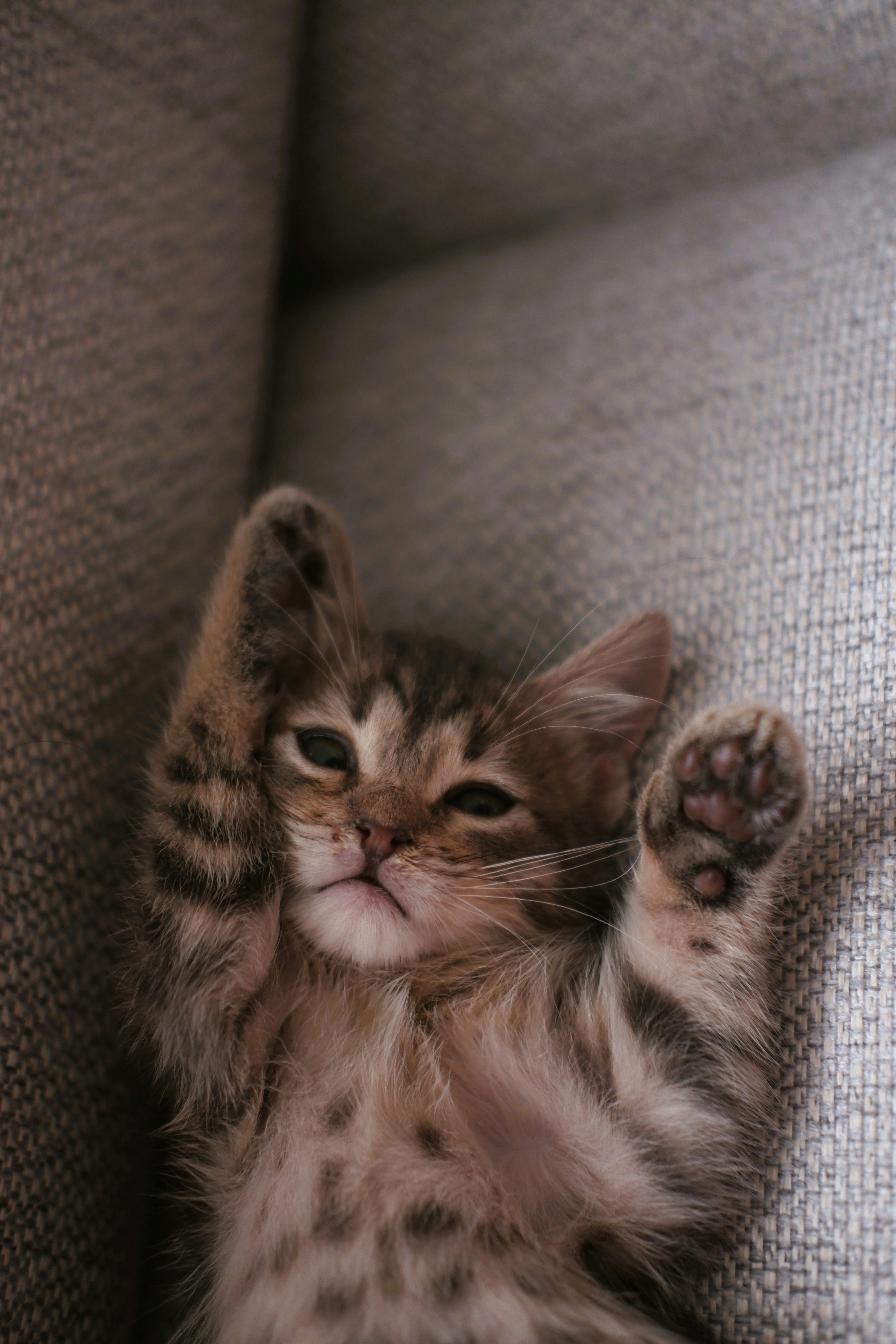 《偷走下午三点的光：一只猫的午后美梦》