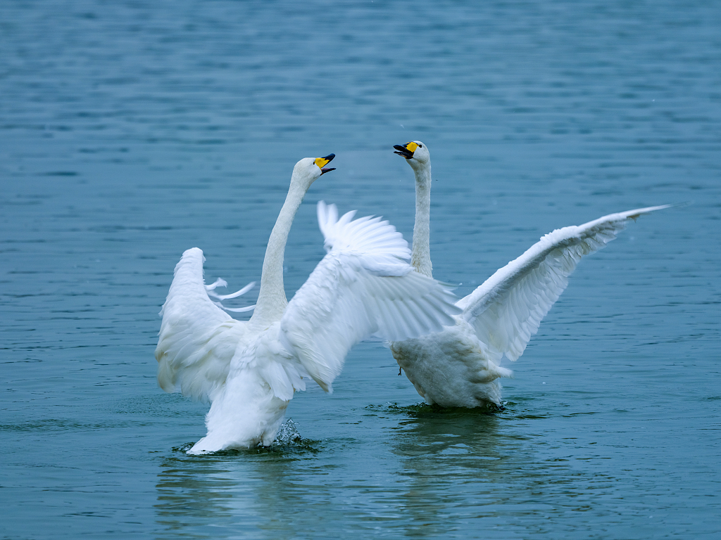 水色偏爱的白色生灵🐦 藏在水面的浪漫与灵动