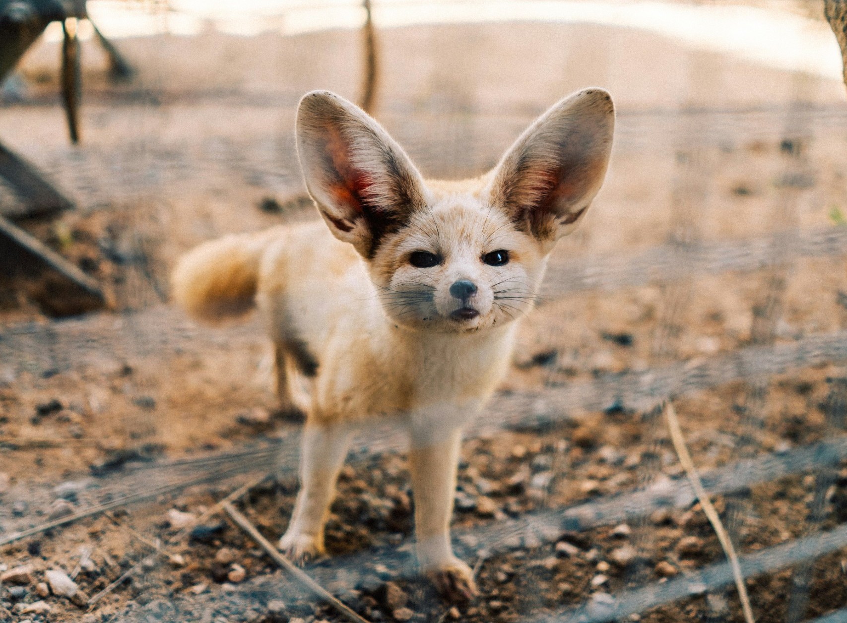 救命！沙漠里捡到一只可爱的“收音机” 🦊精，这家伙的耳朵比脸还大呀！