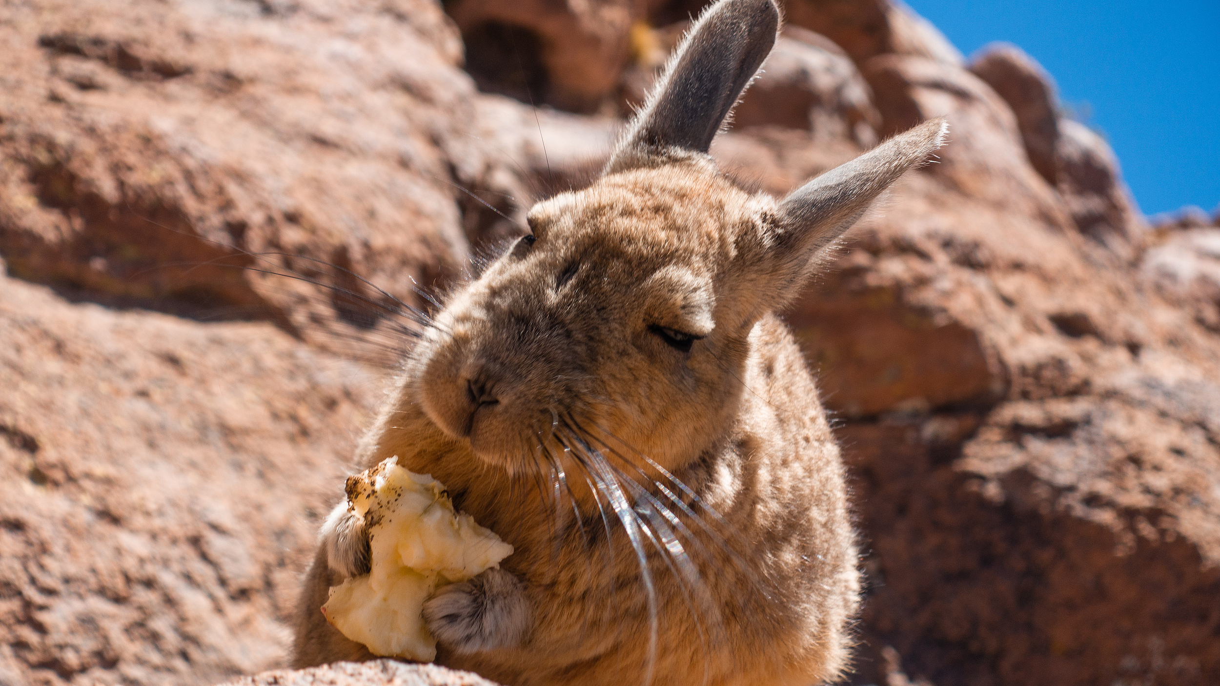 🐹拒绝内卷！看南美山绒鼠如何在线演示“灵魂出窍”，这绝对是最忧郁的小可爱