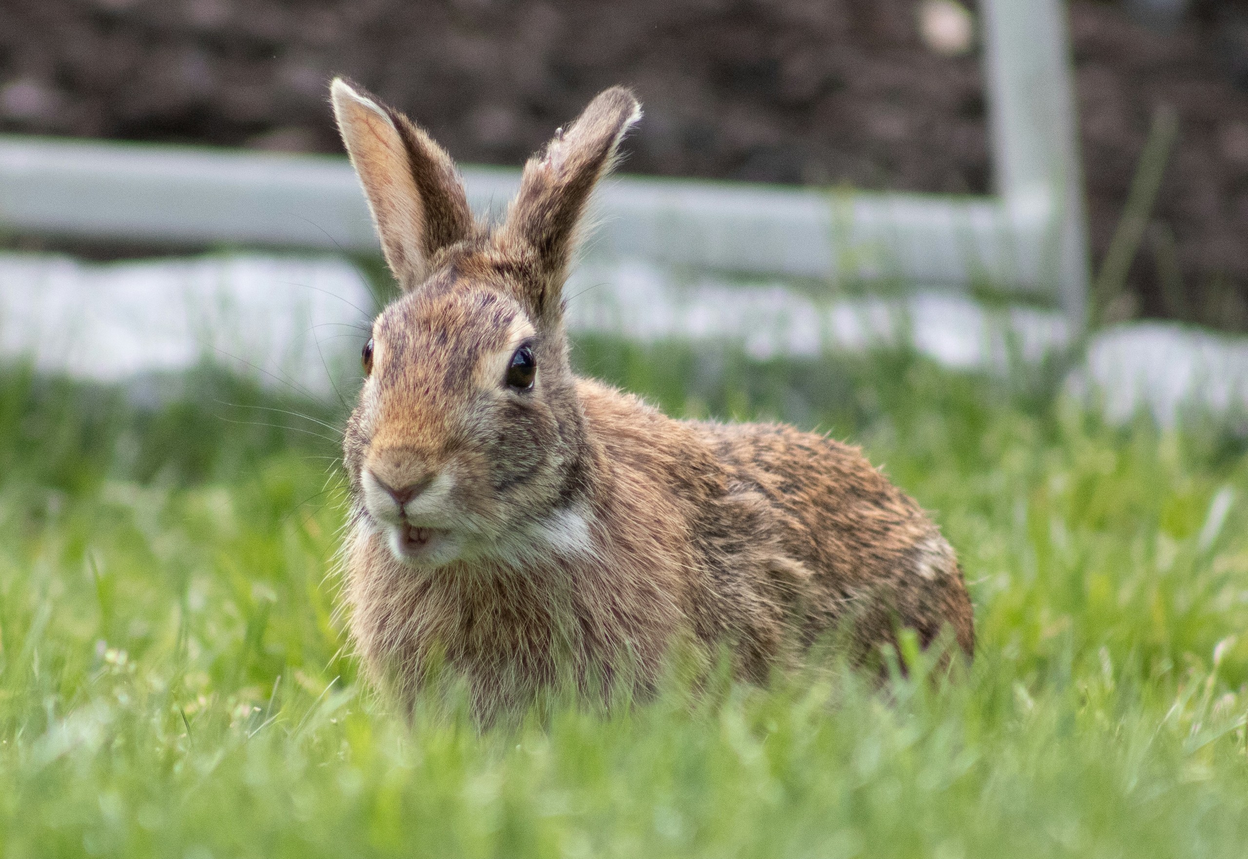 电影VS现实：原来疯狂动物城2的导演在物种还原上藏了这么多梗！