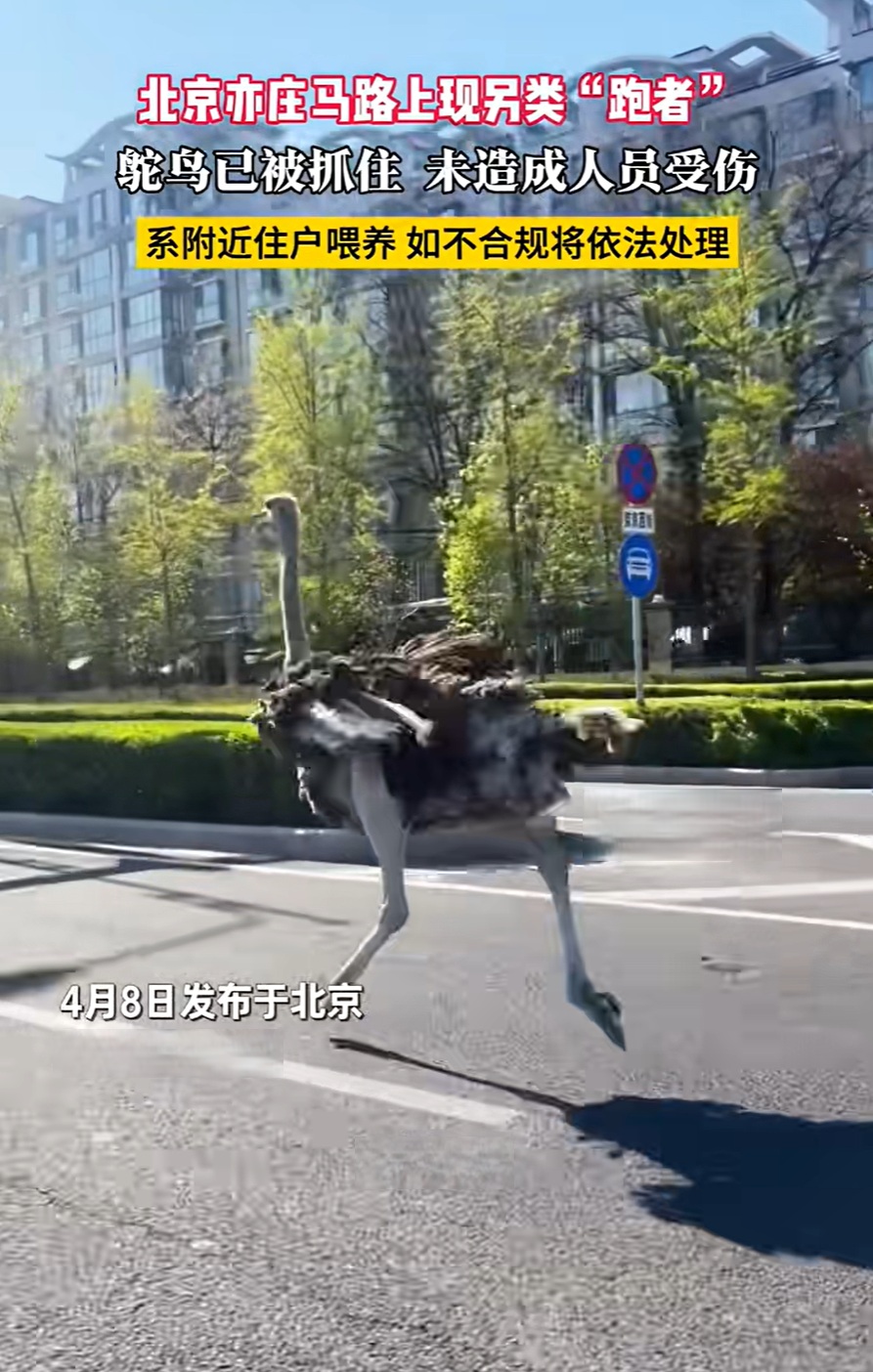 鸵鸟现身北京亦庄街头一路狂奔，已被控制，未造成人员受伤