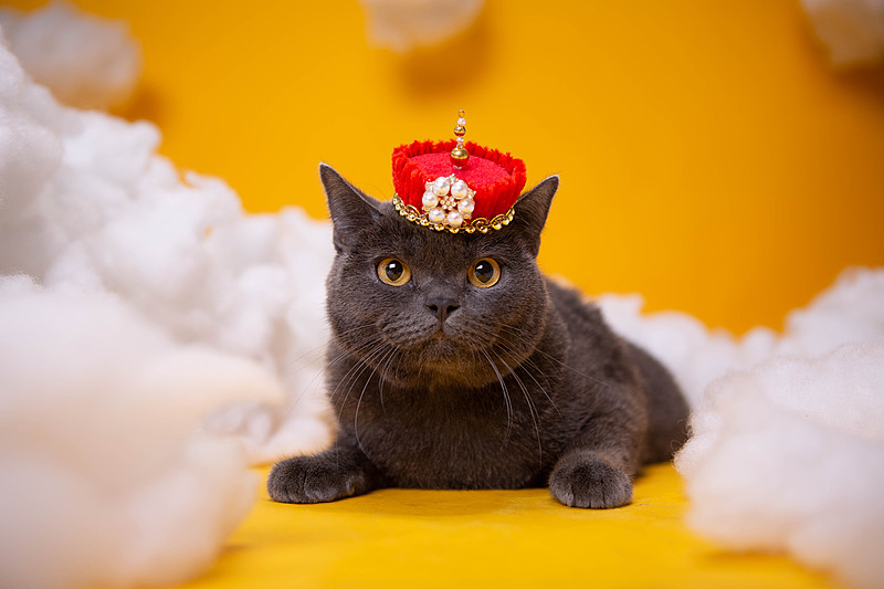 蓝猫穿搭大赏✨从街头潮男到宫廷格格的百变人生