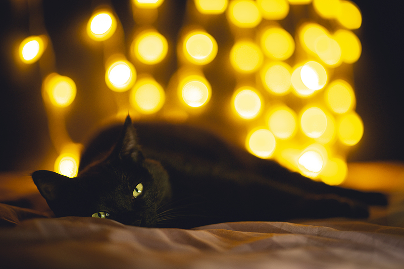 夜灯里的猫语✨光影与温柔撞个满怀