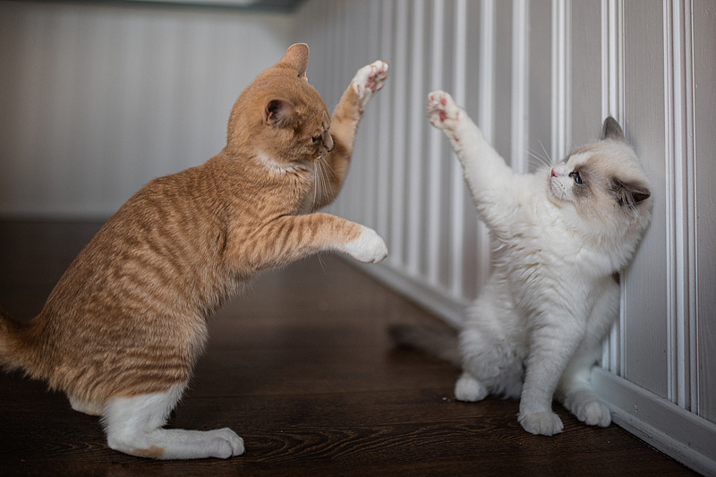 🐱猫咪界 “相爱相杀” 名场面！打是亲骂是爱实锤了😼