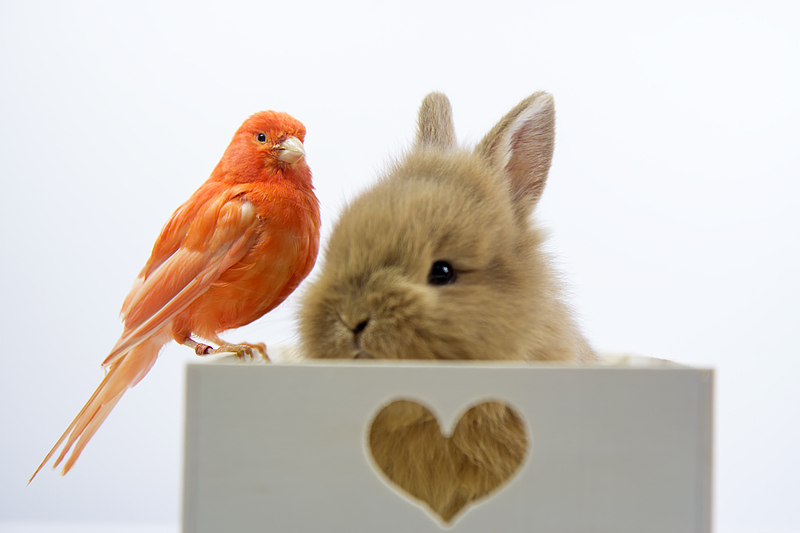 救命！这是什么人间奶团子小兔子🐰