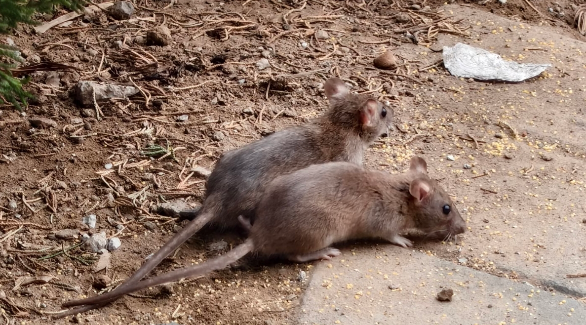 膈应到吐！衡水羊汤店后厨老鼠啃肉，店主竟说 “不可能没老鼠”