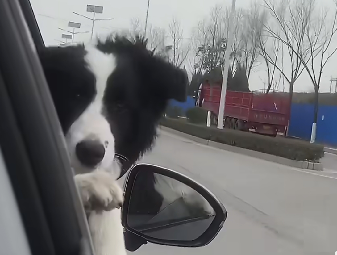 太残忍！淄博边牧摇尾示好，却被路人用金属棍暴打至昏迷，医疗费花近万