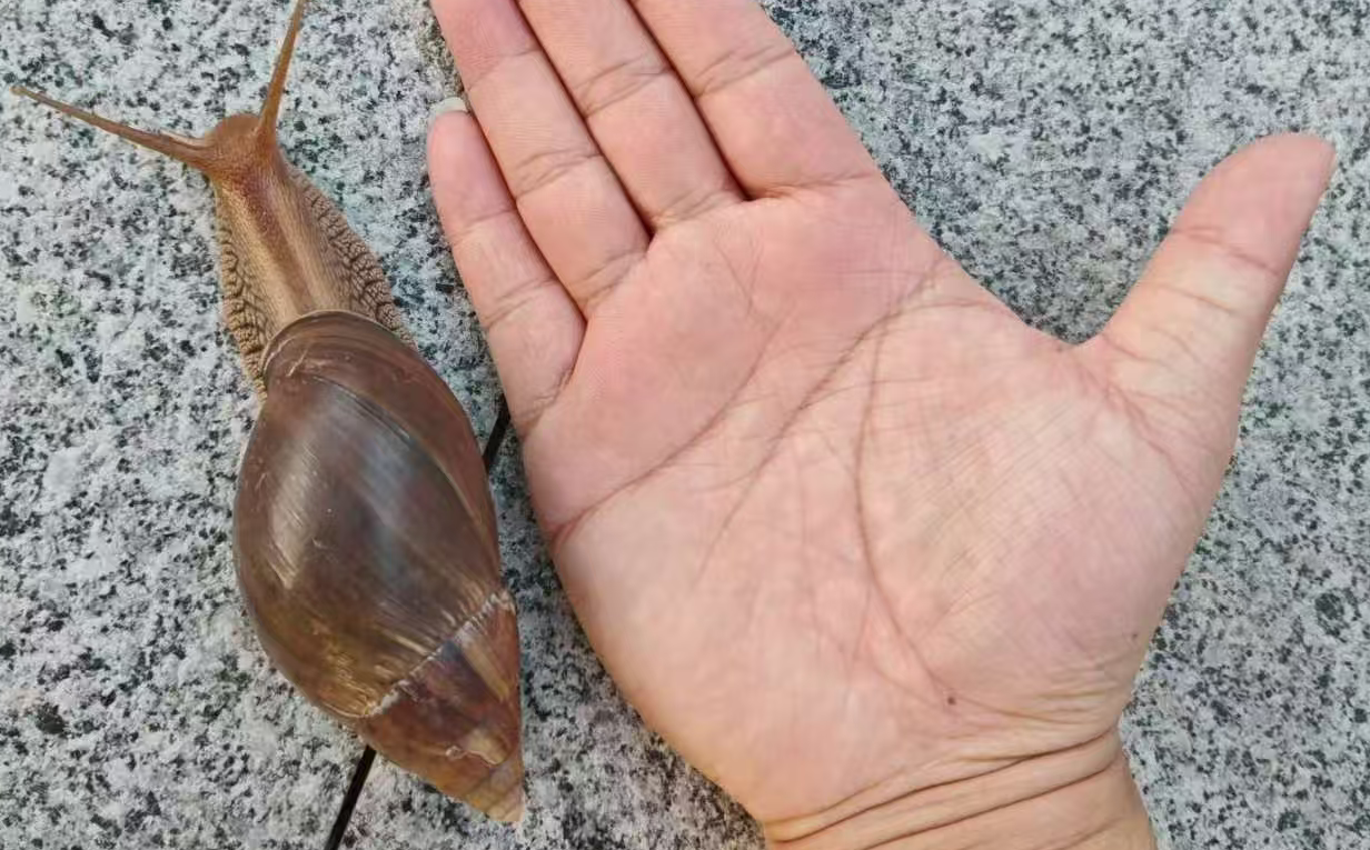 吓人！暴雨后现身的大蜗牛，是带毒入侵物种，远离它！