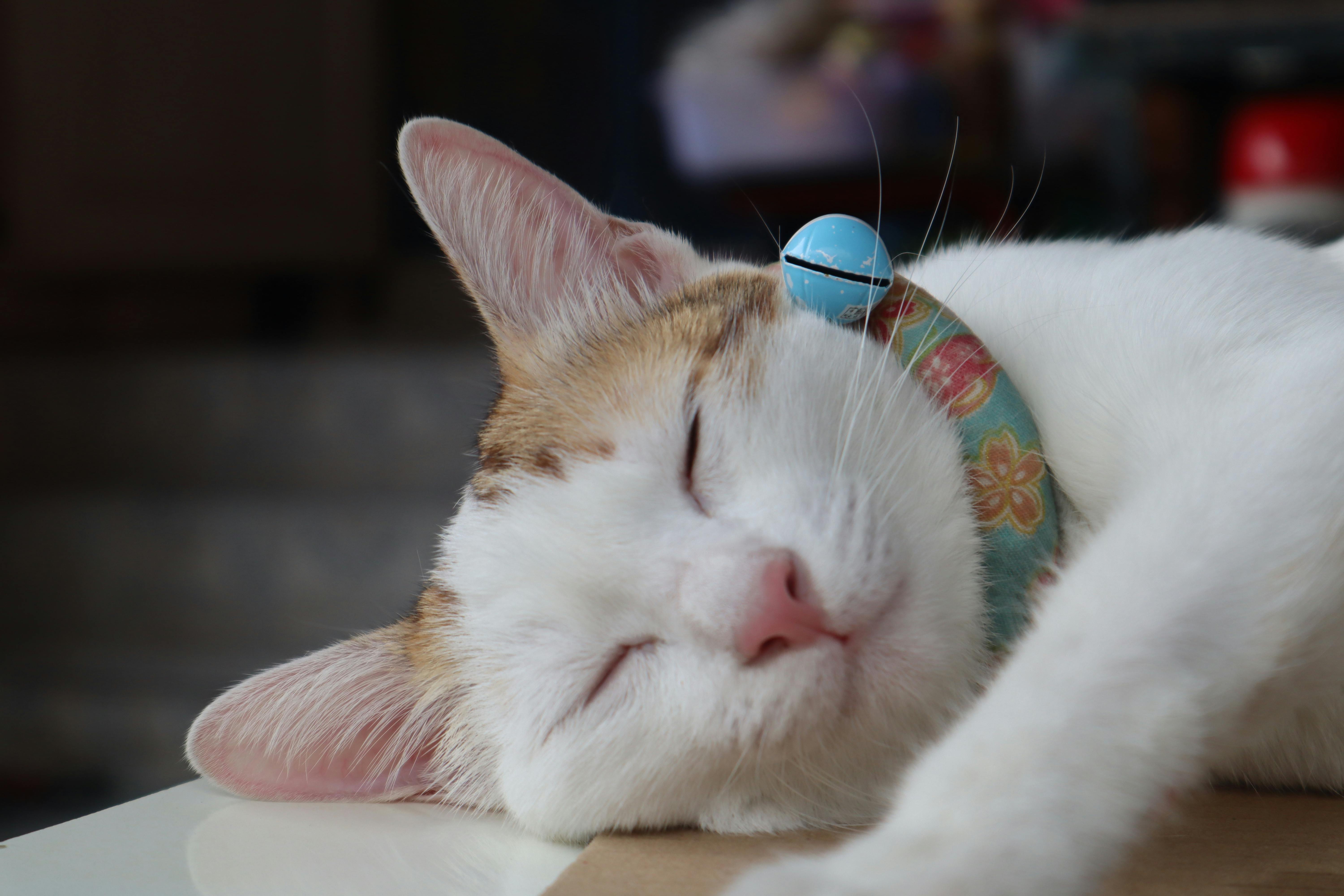 🐾一室烟火，有猫便是归处