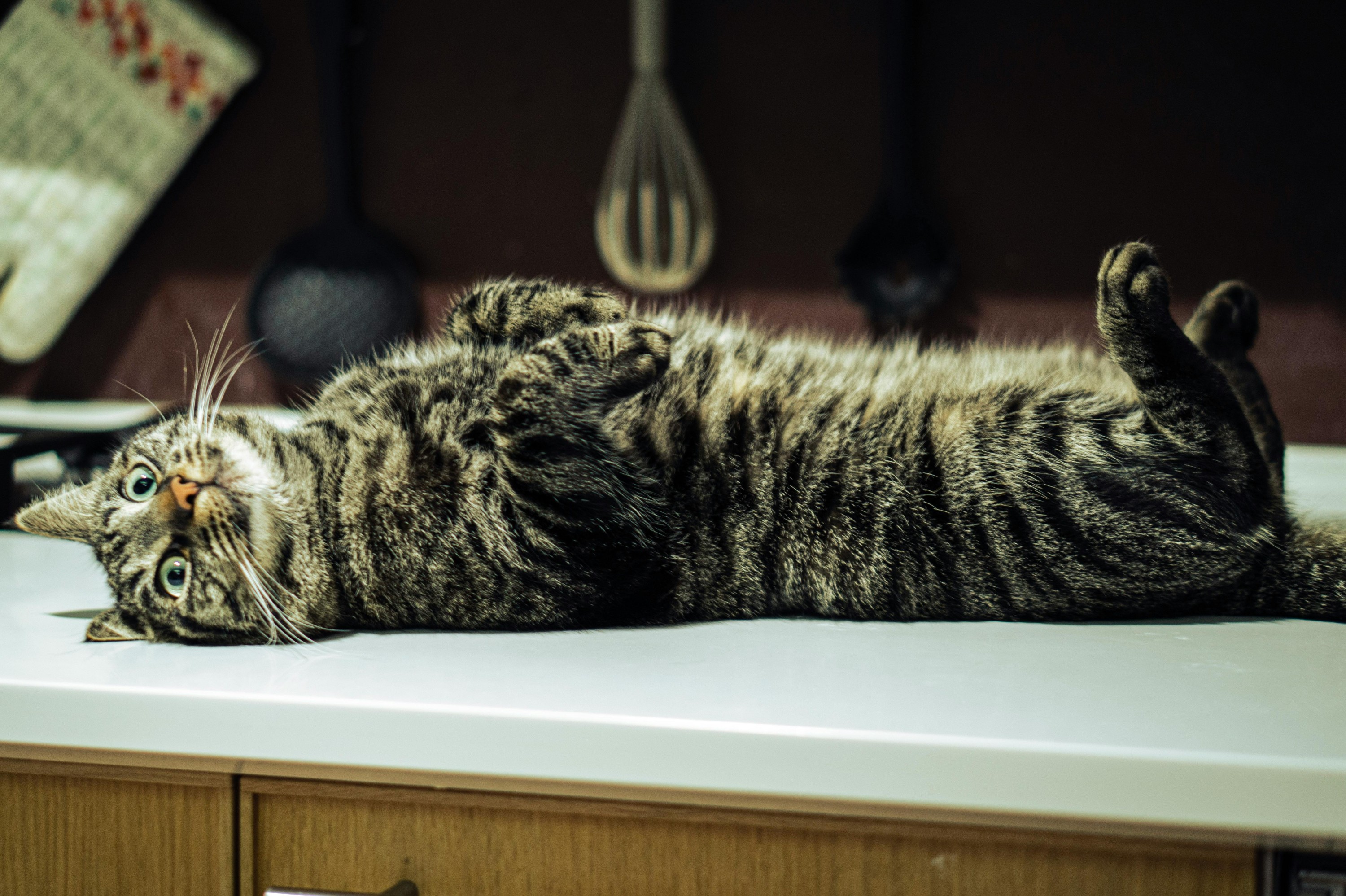 🐾狸花猫，中华田园猫颜值天花板，我说第二，谁敢说第一