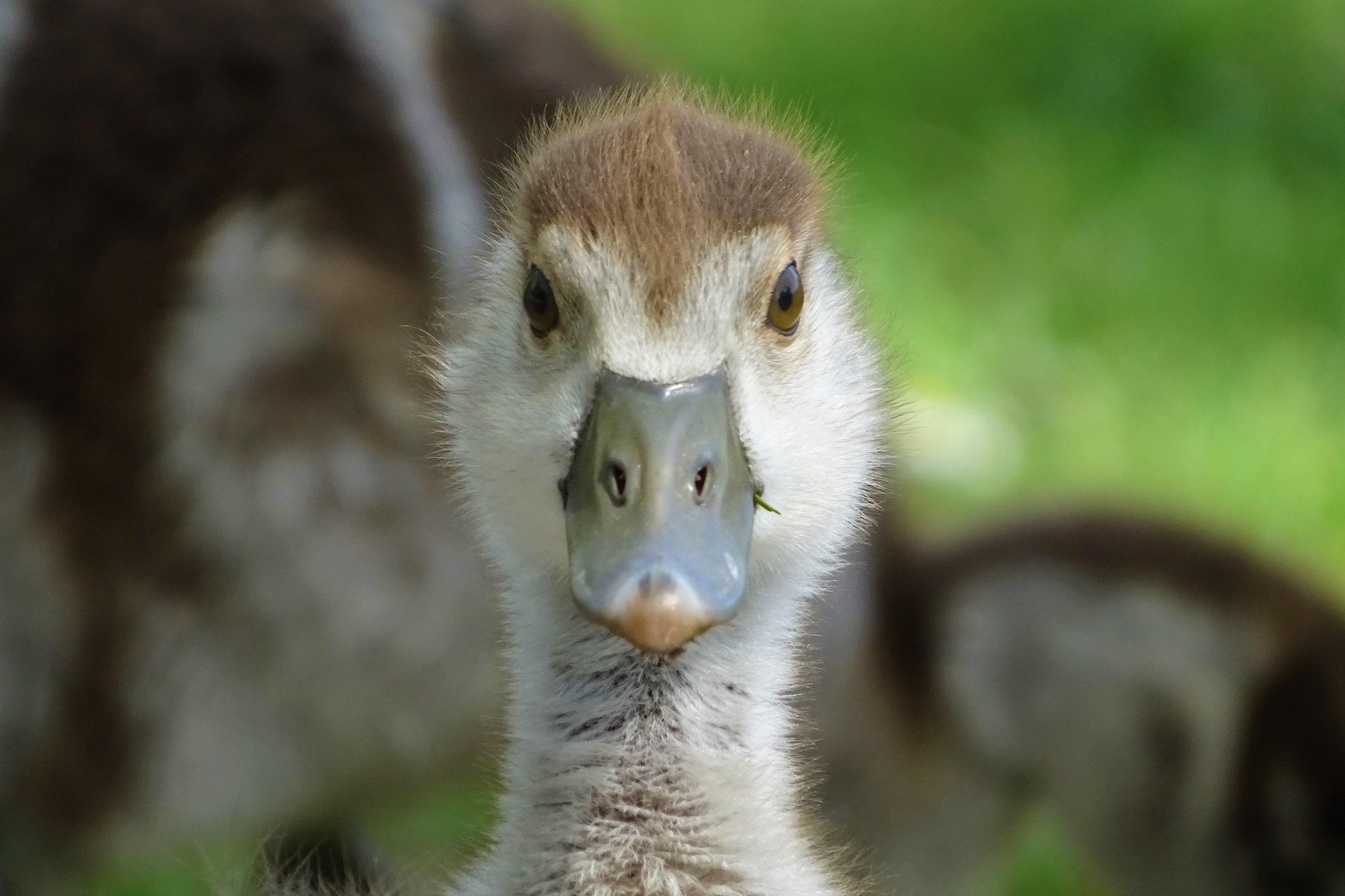 🌿 湖畔一家：关于守护与新生的温柔故事
