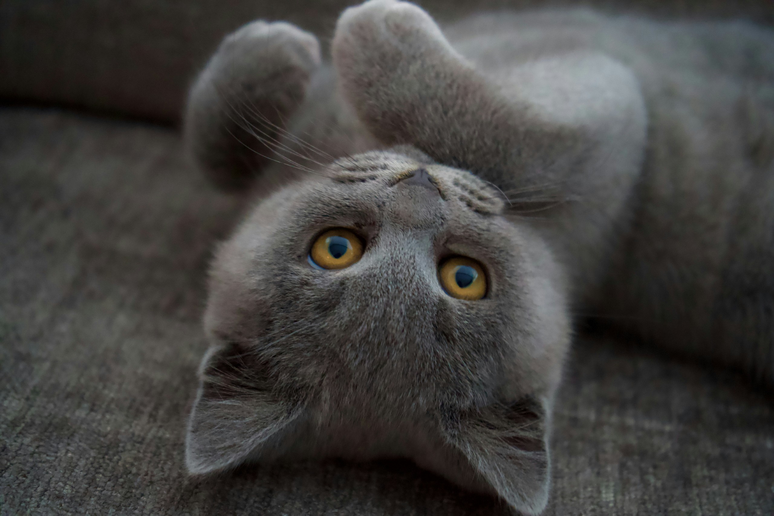 🐈‍⬛喵界“蓝胖子”谁能拒绝一只行走的“圆脸馒头”英短猫全攻略，从历史迷踪到避坑指南